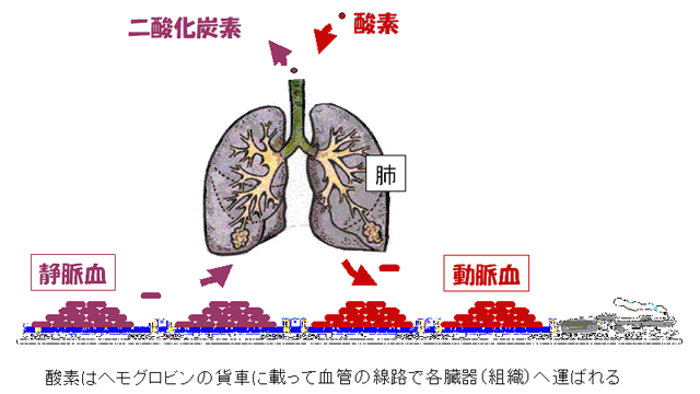 肺の仕組み