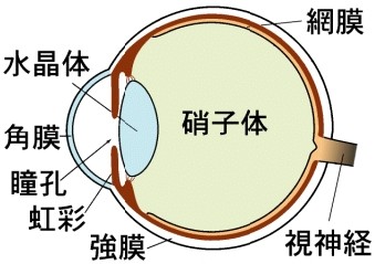 飛蚊症とその治療 医学小知識